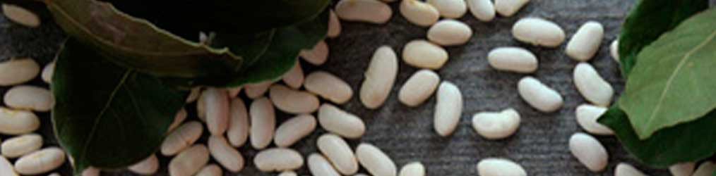 Semence de Haricot Tarbais Alaric en vente : graines certifiées